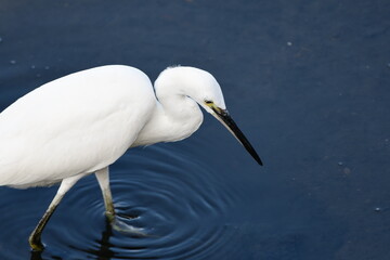 浅瀬で狩りをするコサギ