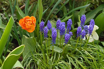 tulip and sapphire flowers in the garden
