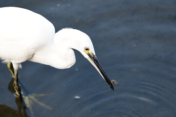浅瀬で狩りをするコサギ