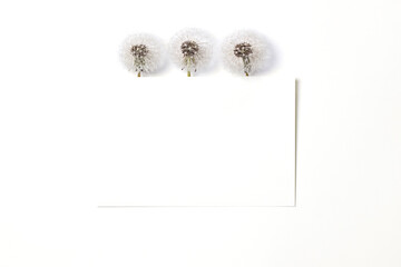 Invitation or greeting card mockup with blank paper and delicate dandelions on white background
