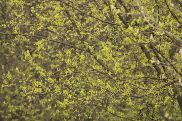 green moss on the stone