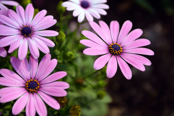 Obraz premium blooming flower