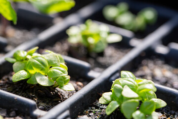 basil seedlings in seedbed