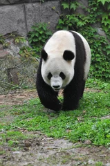 Zelfklevend Fotobehang panda © jung