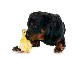 Fototapeta premium rottweiler and gosling
