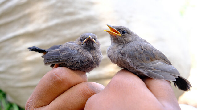 bird in hand. bird on the hand. Two birds sitting on hand. birds are in the hands of a person. Little brown bird resting in a hand. birds singing. beaks open. 