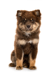 Finnish Lapphund in studio