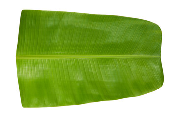 Fresh green Banana Leaf isolated on white background for serving food Indian tradition and culture.