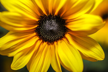 Obraz premium A Prairie Sunflower . Dandelion Yellow . Frontal View . Close up