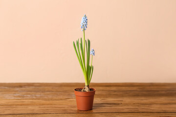 Pot with blooming grape hyacinth (Muscari) on wooden table