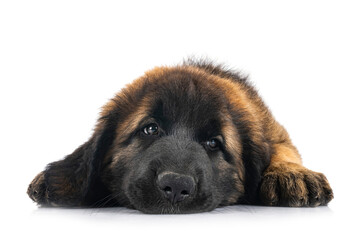 Obraz premium puppy Leonberger in studio