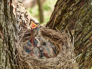 Newborn blackbird chicks sitting in the nest open their beaks wide in search of food. Natural selection and life of blackbirds in the wild.