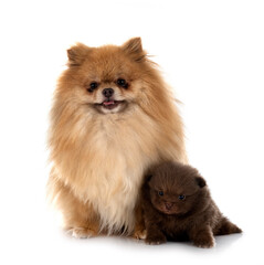 Obraz premium pomeranians in studio