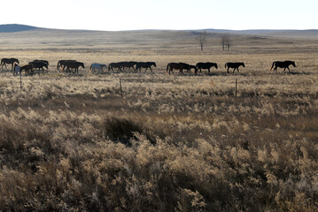 horse return home in pasture grassland