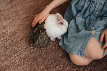 A girl is stroking two rabbits. White and gray rabbits. Close-up, the girl's hands.