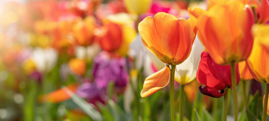 Panoramic landscape of colorful beautiful blooming tulip field in Holland Netherlands in spring,...