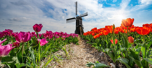 Panorama of landscape with red pink blooming colorful tulip field, traditional dutch windmill and...