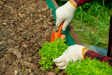 Fototapeta premium Man's hands planting vegetables and herbs on a high bed. fresh vegetables and lettuce