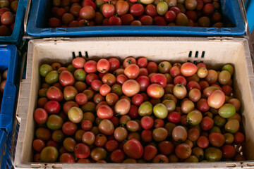 Fresh tomato texture background. Top view. Flat lying.