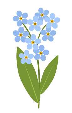 Forget me not twig with blue flowers, stem and green leaves. Memory symbol. Vector illustration isolated on white background.