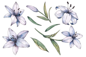 Lily flower watercolor set illustration. freehand drawing.Sketch.
