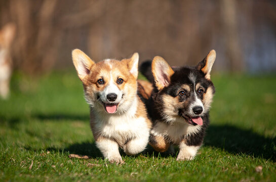 
welsh corgi pembroke