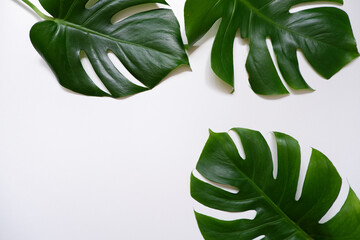 Green monstera leaves on white background. Summer, Tropical concept green leaf composition. 