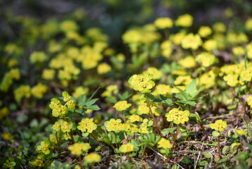 Beautiful flowers with yellow petals bloom in the garden in spring and summer