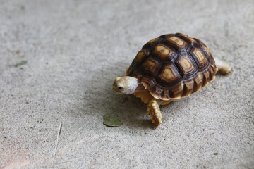Little sulcata turtle exotic pet in the house, slow animal, It love eat plant and vegetable