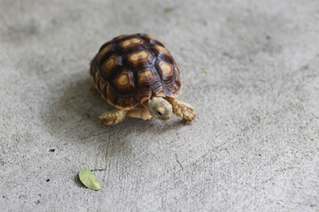 Cute little sulcata turtle exotic pet walk around in the house, slow animal, It love eat plant and vegetable