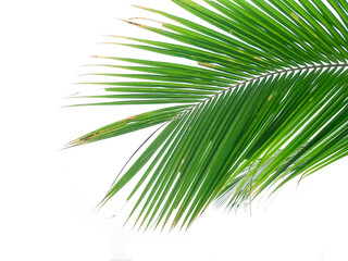 coconut leaves on a white background