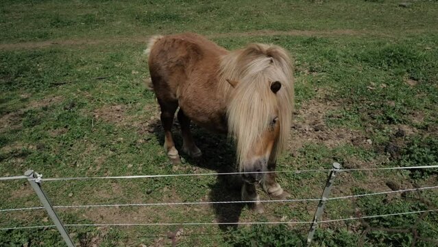poney shetland