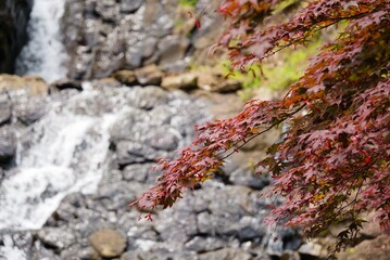 紅葉と滝