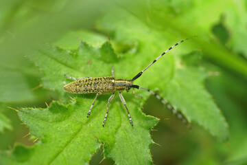Closeup on a Golden-bloomed grey longhorn beetle, Agapanthia villosoviridescens sitting on a green...