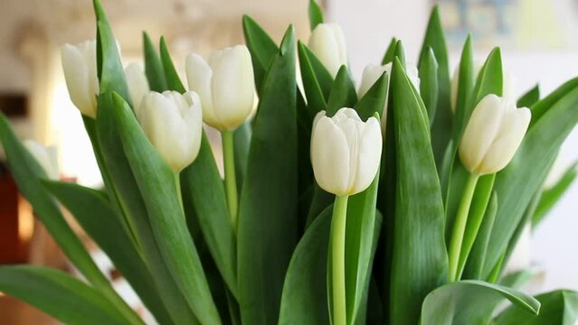 Beautiful bunch of tulips sitting inside a cozy home, lit by natural light. Close up shot