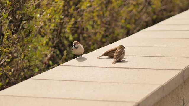 Three sparrows are jumping on concrete railings, basking in the sun merrily and chirping in unison. Life of wild birds.