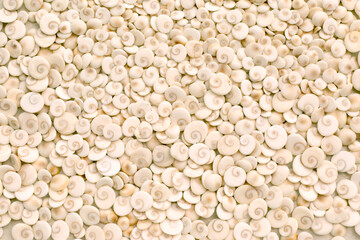 Light sea style summer background. Scattering of shells.