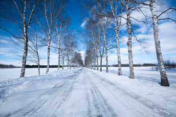Fototapeta premium road in winter
