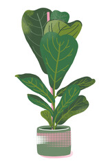 Illustration of houseplant fiddle fig.
