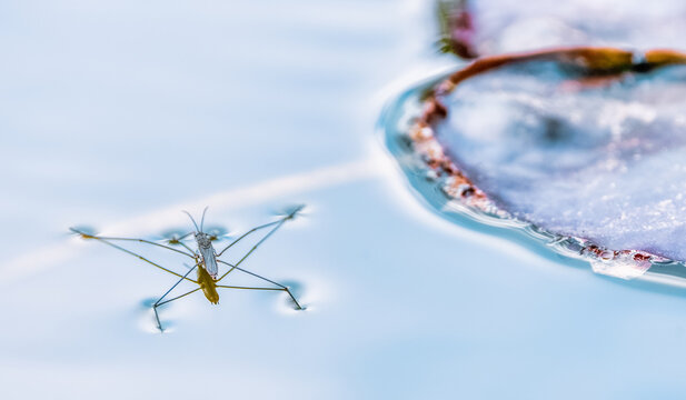 Macro of Gerris lacustris or common pond skater