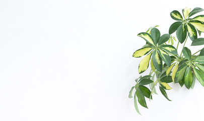 Tropical schefflera plant on a white background