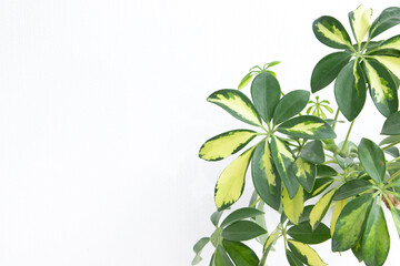 Fototapeta na wymiar Tropical schefflera plant on a white background