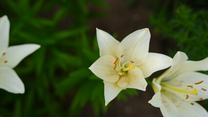 Obraz na płótnie Canvas Beautiful flowers lily. Lilium. Large flowers in a pleasant smell
