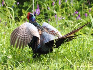country in the grass
