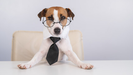 Dog Jack Russell Terrier dressed in a tie and glasses sits at a desk. 