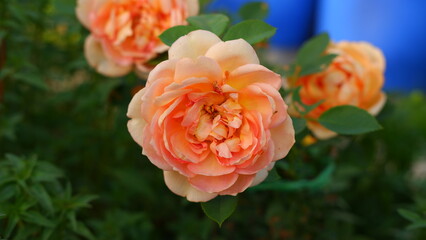 Blooming orange English rose in the garden on a sunny day