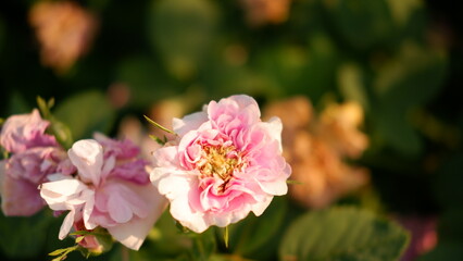 Blooming pink roses in the garden. Rosehipr oses on the Bush. Growing roses in the garden