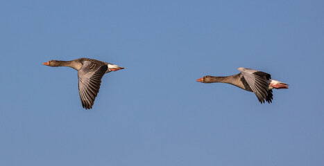 The flying greylag goose, Anser anser is a species of large goose