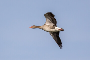 The flying greylag goose, Anser anser is a species of large goose