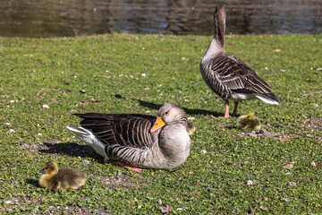 Family of greylag geese, Anser anser with small babies.